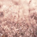 <br><br>Photo réalisée en France, dans l'Allier (Auvergne) Rosée
féérique
France
Allier
Auvergne 