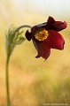 <br><br>La Pulsatille rouge est une fleur protégée de portée régionale : 
<br><br>- Espèces végétales en région Pays-de-la-Loire : Article 1
<br>- Espèces végétales en région Poitou-Charentes : Article 1 
<br>- Espèces végétales en région Rhône-Alpes : Article 1 
<br>- Espèces végétales en région Midi-Pyrénées: Article 1
<br><br>
 Pulsatille rouge
Pulsatilla rubra
Fleur
protégée
fleur protégée
végétale 