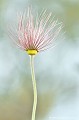 <br><br>Akènes de Pulsatille rouge
<br>Cette fleur est protégée de portée régionale : 
<br><br>- Espèces végétales en région Pays-de-la-Loire : Article 1
<br>- Espèces végétales en région Poitou-Charentes : Article 1 
<br>- Espèces végétales en région Rhône-Alpes : Article 1 
<br>- Espèces végétales en région Midi-Pyrénées: Article 1
<br><br>
 Akènes
Pulsatille rouge
Pulsatilla rubra
Fleur
protégée
fleur protégée
végétale 