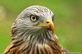 <br><br>Jules
<br>Nom anglais : Red Kite<br><br>
<br><br>Cette espèce est protégée de portée :
<br><li><b>Communautaire</b> : <a target="_blank" href="http://eur-lex.europa.eu/LexUriServ/LexUriServ.do?uri=OJ:L:2009:123:0003:0061:FR:PDF"><u>Règlement communautaire CITES : Annexe A</u></a target="_blank" href="http://eur-lex.europa.eu/LexUriServ/LexUriServ.do?uri=OJ:L:2009:123:0003:0061:FR:PDF"> et <a target="_blank" href="http://eur-lex.europa.eu/LexUriServ/LexUriServ.do?uri=OJ:L:1979:103:0001:005:FR:HTML"><u>Directive Oiseaux : Annexe I</u><a target="_blank" href="http://eur-lex.europa.eu/LexUriServ/LexUriServ.do?uri=OJ:L:1979:103:0001:005:FR:HTML">
<br><li><b>Internationale</b> : <u> <a target="_blank" href="http://www.cms.int/documents/convtxt/cms_convtxt_french.pdf">Convention de Bonn : Annexe II </u></a target="_blank" href="http://www.cms.int/documents/convtxt/cms_convtxt_french.pdf">
<br><li><b>Internationale</b> : <a target="_blank" href="http://legifrance.gouv.fr/affichTexte.do?cidTexte=JORFTEXT000021384277"><u>Oiseaux protégés - Article 3</u></a target="_blank" href="http://legifrance.gouv.fr/affichTexte.do?cidTexte=JORFTEXT000021384277">
<br><br>Photo réalisée en France, dans le Puys-de-Dôme (Auvergne)
<br><br>
 Milan royal
Milvus milvus
oiseaux
protégé
Quasi menacé
VU
Vulnérable
Liste rouge
France
Auvergne 