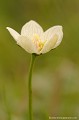 <br><br>Noms anglais de la Parnassie des marais : Marsh Grass-of-Parnassus; Northern Grass-of-Parnassus et  Bog-star
<br><br>Photo réalisée en France dans la Baie de Somme (Picardie)
<br><br>  