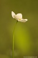 <br><br>Noms anglais de la Parnassie des marais : Marsh Grass-of-Parnassus; Northern Grass-of-Parnassus et  Bog-star
<br><br>Photo réalisée en France dans la Baie de Somme (Picardie)
<br><br>  