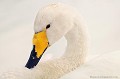 <br>Nom anglais : Whooper Swan
<br><br>Ce grand oiseau se trouve sur la Liste rouge mondiale de l'UICN (Novembre 2012) 
<br><br>Le Cygne chanteur est protégé :
<br>De portée nationale :
<br>-  Liste des oiseaux protégés sur l'ensemble du territoire : Article 3
<br><br>De portée communautaire :
<br>- Directive 79/409/CEE (Directive européenne dite Directive Oiseaux) : Annexe I
<br><br>De portée internationale :
<br>- Convention sur la conservation des espèces migratrices appartenant à la faune sauvage (CMS - Convention de Bonn) : Annexe II
<br>- Convention relative à la conservation de la vie sauvage et du milieu naturel de l'Europe (Convention de Berne) : Annexe II
<br><br>Photo réalisée en France, sur la Côte d'Opale (Picardie)
<br><br> Cygne chanteur
Cygnus cygnus
Whooper Swan
oiseau
Liste rouge
protégé
UICN
France
Baie de Somme 