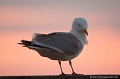 <br><br>Nom anglais du Goéland argenté : European Herring Gull
<br><br>Photo réalisée en France, sur la Côte d’Albâtre (Normandie)
<br><br> Goéland argenté
Larus argentatus
European Herring Gull
France
Normandie 
