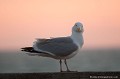 <br><br>Nom anglais du Goéland argenté : European Herring Gull
<br><br>Photo réalisée en France, sur la Côte d’Albâtre (Normandie)
<br><br> Goéland argenté
Larus argentatus
European Herring Gull
France
Normandie 