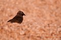 <br><br>Nom anglais du Choucas des tours : Western Jackdaw
<br><br>Photo réalisée en France, sur la Côte d'Albâtre (Normandie) Choucas des tours
Coloeus monedula
Western Jackdaw
France
Normandie
 