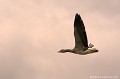 <br><br>Autre nom français de l'Oie cendrée : Oie sauvage
<br>Nom anglais : Greylag Goose
<br><br>Cet oiseau est classé comme espèce menacée de disparition (En danger) sur la Liste Rouge des oiseaux nicheurs de France métropolitaine et il se trouve sur la Liste rouge mondiale de l'UICN
<br><br>L'Oie cendrée est protégée :
<br>De portée nationale :
<br>- Liste des espèces de gibier dont la chasse est autorisée : Premier
<br>- Protection et commercialisation de certaines espèces d'oiseaux sur le territoire français national : Article 3
<br><br>De portée communautaire :
<br>- Directive 79/409/CEE (Directive européenne dite Directive Oiseaux) : Annexe II/1
<br>- Directive 79/409/CEE (Directive européenne dite Directive Oiseaux) : Annexe III/2
<br><br>De portée internationale :
<br>- Convention relative à la conservation de la vie sauvage et du milieu naturel de l'Europe (Convention de Berne) : Annexe III
<br>- Convention sur la conservation des espèces migratrices appartenant à la faune sauvage (CMS - Convention de Bonn) : Annexe II
<br><br>Photo réalisée en france, sur la Côte d'Opale (Picardie)
<br><br>

 Oie cendré
Anser anser
Greylag goose
oiseau
espèce menacée
Liste rouge
UICN
protégée
France
Picardie 