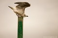 <br><br>Immature 1er hiver
<br>Nom anglais du Goéland marin : Great Black-backed Gull
<br><br>Photo réalisée en France, sur la Côte d'Opale (Picardie)
<br><br> Goéland marin
Larus marinus
Great Black-backed Gull
Immature
France
Picardie 