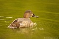 <br><br>Jeune femelle Fuligule milouin
<br>Autre nom français de ce canard plongeur : Milouin d'Europe
<br>Nom anglais : Common Pochard
<br><br>Cet oiseau se trouve sur la Liste rouge mondiale de l'UICN (Novembre 2012) 
<br><br>Le Fuligule milouin est protégé :
<br>De portée nationale :
<br>- Liste des espèces de gibier dont la chasse est autorisée : Premier
<br>- Protection et commercialisation de certaines espèces d'oiseaux sur le territoire français national : Article 3
<br><br>De portée communautaire :
<br>- Directive 79/409/CEE (Directive européenne dite Directive Oiseaux) : Annexe II/1
<br>- Directive 79/409/CEE (Directive européenne dite Directive Oiseaux) : Annexe III/2
<br><br>De portée internationale :
<br>- Convention relative à la conservation de la vie sauvage et du milieu naturel de l'Europe (Convention de Berne) : Annexe III
<br>- Convention sur la conservation des espèces migratrices appartenant à la faune sauvage (CMS - Convention de Bonn) : Annexe II
<br><br>Photo réalisée en France, sur la Côte d'Opale (Picardie)
<br><br>


 Fuligule milouin
Milouin d'Europe
Aythya ferina
Common pochard
liste rouge
UICN
protégé
France
Picardie 