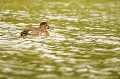 <br><br>Jeune femelle Fuligule milouin
<br>Autre nom français de ce canard plongeur : Milouin d'Europe
<br>Nom anglais : Common Pochard
<br><br>Cet oiseau se trouve sur la Liste rouge mondiale de l'UICN (Novembre 2012) 
<br><br>Le Fuligule milouin est protégé :
<br>De portée nationale :
<br>- Liste des espèces de gibier dont la chasse est autorisée : Premier
<br>- Protection et commercialisation de certaines espèces d'oiseaux sur le territoire français national : Article 3
<br><br>De portée communautaire :
<br>- Directive 79/409/CEE (Directive européenne dite Directive Oiseaux) : Annexe II/1
<br>- Directive 79/409/CEE (Directive européenne dite Directive Oiseaux) : Annexe III/2
<br><br>De portée internationale :
<br>- Convention relative à la conservation de la vie sauvage et du milieu naturel de l'Europe (Convention de Berne) : Annexe III
<br>- Convention sur la conservation des espèces migratrices appartenant à la faune sauvage (CMS - Convention de Bonn) : Annexe II
<br><br>Photo réalisée en France, sur la Côte d'Opale (Picardie)
<br><br>


 Fuligule milouin
Milouin d'Europe
Aythya ferina
Common pochard
liste rouge
UICN
protégé
France
Picardie 