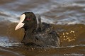 <br><br>Nom anglais de la Foulque macroule : Eurasian Coot
<br><br>Photo réalisée en France, sur la Côte d'Opale (Picardie)
<br><br> Foulque macroule
Fulica atra
Eurasian Coot
france
Picardie 