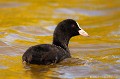 <br><br>Nom anglais de la Foulque macroule : Eurasian Coot
<br><br>Photo réalisée en France, sur la Côte d'Opale (Picardie)
<br><br> Foulque macroule
Fulica atra
Eurasian Coot
france
Picardie 