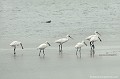<br><br>Nom anglais de la Spatule blanche :  Eurasian Spoonbill
<br><br>Photo réalisée en france, sur la Côte d'Opale (Picardie)
<br><br>  