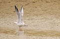 <br><br>Autre nom latin de la Mouette rieuse : Larus ridibundus
<br>Nom anglais : Common Black-headed Gull 
<br><br>- Depuis 2008, la Mouette rieuse est inscrite (<font color="#33FF33">LC</font color="#33FF33">) sur la<a target="_blank" href="http://inpn.mnhn.fr/espece/listerouge/FR/Oiseaux_nicheurs_metropole"><font color="red"> Liste rouge</font> des oiseaux nicheurs de France métropolitaine</a target="_blank" href="http://inpn.mnhn.fr/espece/listerouge/FR/Oiseaux_nicheurs_metropole"> et 
 sur la<a target="_blank" href="http://inpn.mnhn.fr/espece/listerouge/W"> <font color="red">Liste rouge</font> mondiale de l'UICN </a target="_blank" href="http://inpn.mnhn.fr/espece/listerouge/W"><font color="#1c1c1e">..</font color="#1c1c1e">(Union Internationale pour la Conservation de la Nature) revue en 2011.
<br>- Depuis 2011, il est inscrit (<font color="#33FF33">LC</font color="#33FF33">) sur la<a target="_blank" href="http://inpn.mnhn.fr/espece/listerouge/FR/Oiseaux_non_nicheurs_metropole_hivernant"> <font color="red">Liste rouge</font> des oiseaux non nicheurs de France métropolitaine (hivernants) </a target="_blank" href="http://inpn.mnhn.fr/espece/listerouge/FR/Oiseaux_non_nicheurs_metropole_hivernant">
<br><br>La Mouette  rieuse est protégée de portée :
<br><li><b>Communautaire</b> : <a target="_blank" href="http://eur-lex.europa.eu/LexUriServ/LexUriServ.do?uri=OJ:L:1979:103:0001:005:FR:HTML"><u>Directive Oiseaux : Annexe II/2</u><a target="_blank" href="http://eur-lex.europa.eu/LexUriServ/LexUriServ.do?uri=OJ:L:1979:103:0001:005:FR:HTML">
<br><li><b>Internationale</b> :<a target="_blank" href="http://conventions.coe.int/Treaty/fr/Treaties/Html/104.htm"> <u>Convention de Berne : Annexe III</u></a target="_blank" href="http://conventions.coe.int/Treaty/fr/Treaties/Html/104.htm">  et <a target="_blank" href="http://www.unep-aewa.org/documents/index.htm"><u>Convention de Bonn : <br><font color="#1c1c1e">...</font color="#1c1c1e">Accord AEWA [1999]</u></a target="_blank" href="http://www.unep-aewa.org/documents/index.htm">
<br><li><b>Internationale</b> : <a target="_blank" href="http://legifrance.gouv.fr/affichTexte.do?cidTexte=JORFTEXT000021384277"><u>Oiseaux protégés - Article 3</u></a target="_blank" href="http://legifrance.gouv.fr/affichTexte.do?cidTexte=JORFTEXT000021384277">
<br><br>Photo réalisée en France, sur la Côte d'Opale (Picardie)
<br><br> Mouette rieuse
Chroicocephalus ridibundus
Larus ridibundus
protégée
Liste rouge
oiseaux 
nicheurs
France
Picardie
UICN 