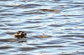 <br><br>Nom anglais du Grèbe castagneux : Little Grebe
<br><br>Photo réalisée en France, sur la Côte d'Opale (Picardie)
<br><br> Grèbe castagneux
Tachybaptus ruficollis
Little grebe
France
Picardie
 