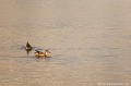 <br><br>Canes
<br>Nom anglais du Canard souchet : Northern Shoveler
<br><br>Photo réalisée en France, sur la Côte d'Opale (Picardie)
<br><br>  