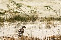 <br><br>Cane
<br>Nom anglais : Mallard ou Wild duck 
<br>Canard mallard au Canada ou Canard français en français cadien
<br><br>- Depuis 2008, le Colvert est inscrit (<font color="#33FF33">LC</font color="#33FF33">) sur la<a target="_blank" href="http://inpn.mnhn.fr/espece/listerouge/FR/Oiseaux_nicheurs_metropole"><font color="red"> Liste rouge</font> des oiseaux nicheurs de France métropolitaine</a target="_blank" href="http://inpn.mnhn.fr/espece/listerouge/FR/Oiseaux_nicheurs_metropole"> et 
 sur la<a target="_blank" href="http://inpn.mnhn.fr/espece/listerouge/W"> <font color="red">Liste rouge</font> mondiale de l'UICN </a target="_blank" href="http://inpn.mnhn.fr/espece/listerouge/W"><font color="#1c1c1e">..</font color="#1c1c1e">(Union Internationale pour la Conservation de la Nature) revue en 2011.
<br>- Depuis 2011, il est inscrit (<font color="#33FF33">LC</font color="#33FF33">) sur la<a target="_blank" href="http://inpn.mnhn.fr/espece/listerouge/FR/Oiseaux_non_nicheurs_metropole_hivernant"> <font color="red">Liste rouge</font> des oiseaux non nicheurs de France métropolitaine (hivernants) </a target="_blank" href="http://inpn.mnhn.fr/espece/listerouge/FR/Oiseaux_non_nicheurs_metropole_hivernant">
<br><br>Le Colvert est un oiseau protégé de portée :
<br><li><b>Communautaire</b> : <a target="_blank" href="http://eur-lex.europa.eu/LexUriServ/LexUriServ.do?uri=OJ:L:1979:103:0001:005:FR:HTML"><u>Directive Oiseaux : Annexes III/1 et II/1</u><a target="_blank" href="http://eur-lex.europa.eu/LexUriServ/LexUriServ.do?uri=OJ:L:1979:103:0001:005:FR:HTML">
<br><li><b>Internationale</b> : <a target="_blank" href="http://conventions.coe.int/Treaty/fr/Treaties/Html/104.htm"><u>Convention de Berne : Annexe III</u></a target="_blank" href="http://conventions.coe.int/Treaty/fr/Treaties/Html/104.htm">,  <a target="_blank" href="http://www.cms.int/documents/convtxt/cms_convtxt_french.pdf"><u>Convention de Bonn : Annexe II</u></a target="_blank" href="http://www.cms.int/documents/convtxt/cms_convtxt_french.pdf"> et <a target="_blank" href="http://www.unep-aewa.org/documents/index.htm"><u>Accord AEWA [1999]</u></a target="_blank" href="http://www.unep-aewa.org/documents/index.htm">
<br><br>Photo réalisée en France' sur la Côte d'Opale (Picardie)
<br><br> Canard Colvert
Anas platyrhynchos
Mallard
Cane
Liste rouge
UICN
oiseau
protégé
France
Picardie 
