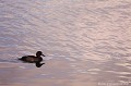 <br><br>Nom anglais du Fuligule milouinan : Greater scaup
<br><br>Photo réalisée en France, sur la Côte d'Opale (Picardie)
<br><br> Fuligule milouinan
Aythya marila
Greater scaup
France
Picardie 