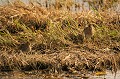 <br><br>Nom anglais de la Bécassine des marais : Common Snipe
<br><br>Photo réalisée en France, sur la Côte d'Opale (Picardie)
<br><br> Bécassine des marais
Gallinago gallinago
Common Snipe
France
Picardie
 