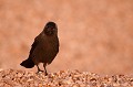 <br><br>Nom anglais du Choucas des tours : Western Jackdaw
<br><br>Photo réalisée en France, sur la Côte d'Albâtre (Normandie) Choucas des tours
Coloeus monedula
Western Jackdaw
France
Normandie
 