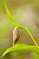 <br><br>Autres noms français du Sabot de Vénus :  Sabot de la Vierge; Pantoufle de Notre-Dame ou encore Soulier de Notre-Dame.
<br><br>En France métropolitaine, cette superbe orchidée est hélas menacée de disparition, classé dans la catégorie “Vulnérable”. Espèce emblématique, avec ses fleurs spectaculaires évoquant un sabot jaune entouré de pétales et de sépales brun chocolat, elle est affectée par la cueillette et l’arrachage,
pourtant interdits. La transformation et la destruction de son milieu, comme la fermeture du couvert forestier et des clairières, constituent également une cause importante de régression
de l’espèce. Répartie largement sur le continent eurasiatique, de l’Europe de l’Ouest à la Sibérie et à l’extrême Est asiatique, l’espèce a vu ses effectifs s’effondrer au XX ème
siècle sous l’effet de ces facteurs.
<br><br>En conséquence, le Sabot de Vénus se trouve sur la Liste rouge européenne de l'UICN (2014), sur la Liste rouge des orchidées de France métropolitaine (2009) et sur la Liste rouge de la Flore vasculaire de France métropolitaine - 1 (2012)
<br><br>Le Sabot de Vénus est protégé de portée nationale :
<br>- Liste des espèces végétales protégées sur l'ensemble du territoire français métropolitain : Article 1
<br><br>De portée internationale : 
<br>- Convention relative à la conservation de la vie sauvage et du milieu naturel de l'Europe (Convention de Berne) : Annexe I
<br><br>Et de portée communautaire :
<br>- Directive 92/43/CEE (Directive européenne dite Directive Habitats-Faune-Flore) : Annexe IV
<br>- Directive 92/43/CEE (Directive européenne dite Directive Habitats-Faune-Flore) : Annexe II
<br>-  Application de la Convention sur le commerce international des espèces de faune et de flore sauvages menacées d'extinction (CITES) (Convention de Washington) au sein de l'Union européenne : Annexe B
<br>- Application de la Convention sur le commerce international des espèces de faune et de flore sauvages menacées d'extinction (CITES) (Convention de Washington) au sein de l'Union européenne : Annexe A<br><br>
 Sabot de Vénus
Cypripedium calceolus
Sabot de la Vierge
Pantoufle-de-Notre-Dame
Soulier de Notre-Dame
orchidée
menacée
Liste rouge
protégée
Flore 