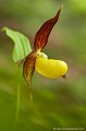 <br><br>Autres noms français du Sabot de Vénus :  Sabot de la Vierge; Pantoufle de Notre-Dame ou encore Soulier de Notre-Dame.
<br><br>En France métropolitaine, cette superbe orchidée est hélas menacée de disparition, classé dans la catégorie “Vulnérable”. Espèce emblématique, avec ses fleurs spectaculaires évoquant un sabot jaune entouré de pétales et de sépales brun chocolat, elle est affectée par la cueillette et l’arrachage,
pourtant interdits. La transformation et la destruction de son milieu, comme la fermeture du couvert forestier et des clairières, constituent également une cause importante de régression
de l’espèce. Répartie largement sur le continent eurasiatique, de l’Europe de l’Ouest à la Sibérie et à l’extrême Est asiatique, l’espèce a vu ses effectifs s’effondrer au XX ème
siècle sous l’effet de ces facteurs.
<br><br>En conséquence, le Sabot de Vénus se trouve sur la Liste rouge européenne de l'UICN (2014), sur la Liste rouge des orchidées de France métropolitaine (2009) et sur la Liste rouge de la Flore vasculaire de France métropolitaine - 1 (2012)
<br><br>Le Sabot de Vénus est protégé de portée nationale :
<br>- Liste des espèces végétales protégées sur l'ensemble du territoire français métropolitain : Article 1
<br><br>De portée internationale : 
<br>- Convention relative à la conservation de la vie sauvage et du milieu naturel de l'Europe (Convention de Berne) : Annexe I
<br><br>Et de portée communautaire :
<br>- Directive 92/43/CEE (Directive européenne dite Directive Habitats-Faune-Flore) : Annexe IV
<br>- Directive 92/43/CEE (Directive européenne dite Directive Habitats-Faune-Flore) : Annexe II
<br>-  Application de la Convention sur le commerce international des espèces de faune et de flore sauvages menacées d'extinction (CITES) (Convention de Washington) au sein de l'Union européenne : Annexe B
<br>- Application de la Convention sur le commerce international des espèces de faune et de flore sauvages menacées d'extinction (CITES) (Convention de Washington) au sein de l'Union européenne : Annexe A<br><br>

 Sabot de Vénus
Cypripedium calceolus
Sabot de la Vierge
Pantoufle-de-Notre-Dame
Soulier de Notre-Dame
orchidée
menacée
Liste rouge
protégée
Flore 