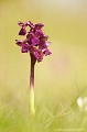 <br><br>L'Orchis pourpre se trouve sur la Liste Rouge des orchidées de France métropolitaine (2009) et sur la Liste Rouge européenne de l'UICN (2011)

<br><br>Cette fleur est protégée de portée communautaire :
<br>- Application de la Convention sur le commerce international des espèces de faune et de flore sauvages menacées d'extinction (CITES) (Convention de Washington) au sein de l'Union européenne : Annexe B
<br>- Suspension de l'introduction dans l'Union européenne de spécimens de certaines espèces de faune et de flore sauvages : Article premier

<br><br>Cette fleur est protégée de portée régionale : 
<br>Liste des espèces végétales protégées en région Nord-Pas-de-Calais : Article 1<br><br> Orchis bouffon
Anacamptis morio
orchidées
fleur
UICN
Liste Rouge
protégée
menacées
France 