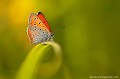 <br><br><br>Mâle du papillon Cuivré des marais
<br>Autres noms français du Cuivé des marais : Grand Cuivré, Grand Argus satiné, Argus satiné à taches noires, Lycène disparate ou Cuivré de la Parelle-d'eau
<br>Nom anglais : Large Copper
<br><br>Ce petit papillon est classé depuis 1994 comme espèce menacée de disparition (En danger) sur la Liste Rouge des insectes de France métropolitaine.
Il se trouve sur la Liste Rouge des rhopalocères de France métropolitaine (2012)  et sur la 
Liste rouge mondiale de l'UICN (NT). 
<br><br>Le Cuivré des marais est protégée de portée : 
<br><li><b>Communautaire</b> : <a target="_blank" href="http://eur-lex.europa.eu/LexUriServ/LexUriServ.do?uri=CONSLEG:1992L0043:20070101:FR:PDF"><u>Directive Habitats-Faune-Flore : Annexe II</u>
et <u>Directive Habitats-Faune-Flore : Annexe IV</u></a target="_blank" href="http://eur-lex.europa.eu/LexUriServ/LexUriServ.do?uri=CONSLEG:1992L0043:20070101:FR:PDF">
<br><li><b>Internationale </b>: <a target="_blank" href="http://conventions.coe.int/Treaty/fr/Treaties/Html/104.htm"> <u>Convention de Berne : Annexe II</u></a target="_blank" href="http://conventions.coe.int/Treaty/fr/Treaties/Html/104.htm">
<br><li><b>Nationale </b>: <a target="_blank" href="http://legifrance.gouv.fr/affichTexte.do?cidTexte=JORFTEXT000000465500"><u>Insectes protégés : Article 2</u></a target="_blank" href="http://legifrance.gouv.fr/affichTexte.do?cidTexte=JORFTEXT000000465500">
<br><br>Photo réalisée en France, dans l'Allier (Auvergne)<br><br> Cuivré des marais
Lycaena dispar
Grand cuivré
Argus
Large Cooper
petit papillon
menacé de disparition
Liste rouge
rhopalocères
France 