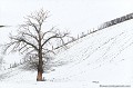 <br><br>Chêne en hiver
<br><br>Photo réalisée en France, dans l'Allier (Auvergne)<br><br> Chêne
Quercus
France
Allier
Auvergne 