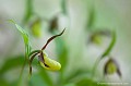 <br><br>Autres noms français du Sabot de Vénus :  Sabot de la Vierge; Pantoufle de Notre-Dame ou encore Soulier de Notre-Dame.
<br><br>En France métropolitaine, cette superbe orchidée est hélas menacée de disparition, classé dans la catégorie “Vulnérable”. Espèce emblématique, avec ses fleurs spectaculaires évoquant un sabot jaune entouré de pétales et de sépales brun chocolat, elle est affectée par la cueillette et l’arrachage,
pourtant interdits. La transformation et la destruction de son milieu, comme la fermeture du couvert forestier et des clairières, constituent également une cause importante de régression
de l’espèce. Répartie largement sur le continent eurasiatique, de l’Europe de l’Ouest à la Sibérie et à l’extrême Est asiatique, l’espèce a vu ses effectifs s’effondrer au XX ème
siècle sous l’effet de ces facteurs.
<br><br>En conséquence, le Sabot de Vénus se trouve sur la Liste rouge européenne de l'UICN (2014), sur la Liste rouge des orchidées de France métropolitaine (2009) et sur la Liste rouge de la Flore vasculaire de France métropolitaine - 1 (2012)
<br><br>Le Sabot de Vénus est protégé de portée nationale :
<br>- Liste des espèces végétales protégées sur l'ensemble du territoire français métropolitain : Article 1
<br><br>De portée internationale : 
<br>- Convention relative à la conservation de la vie sauvage et du milieu naturel de l'Europe (Convention de Berne) : Annexe I
<br><br>Et de portée communautaire :
<br>- Directive 92/43/CEE (Directive européenne dite Directive Habitats-Faune-Flore) : Annexe IV
<br>- Directive 92/43/CEE (Directive européenne dite Directive Habitats-Faune-Flore) : Annexe II
<br>-  Application de la Convention sur le commerce international des espèces de faune et de flore sauvages menacées d'extinction (CITES) (Convention de Washington) au sein de l'Union européenne : Annexe B
<br>- Application de la Convention sur le commerce international des espèces de faune et de flore sauvages menacées d'extinction (CITES) (Convention de Washington) au sein de l'Union européenne : Annexe A<br><br>
 Sabot de Vénus
Cypripedium calceolus
Sabot de la Vierge
Pantoufle-de-Notre-Dame
Soulier de Notre-Dame
orchidée
menacée
Liste rouge
protégée
Flore 