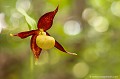 <br><br>Autres noms français du Sabot de Vénus :  Sabot de la Vierge; Pantoufle de Notre-Dame ou encore Soulier de Notre-Dame.
<br><br>En France métropolitaine, cette superbe orchidée est hélas menacée de disparition, classé dans la catégorie “Vulnérable”. Espèce emblématique, avec ses fleurs spectaculaires évoquant un sabot jaune entouré de pétales et de sépales brun chocolat, elle est affectée par la cueillette et l’arrachage,
pourtant interdits. La transformation et la destruction de son milieu, comme la fermeture du couvert forestier et des clairières, constituent également une cause importante de régression
de l’espèce. Répartie largement sur le continent eurasiatique, de l’Europe de l’Ouest à la Sibérie et à l’extrême Est asiatique, l’espèce a vu ses effectifs s’effondrer au XX ème
siècle sous l’effet de ces facteurs.
<br><br>En conséquence, le Sabot de Vénus se trouve sur la Liste rouge européenne de l'UICN (2014), sur la Liste rouge des orchidées de France métropolitaine (2009) et sur la Liste rouge de la Flore vasculaire de France métropolitaine - 1 (2012)
<br><br>Le Sabot de Vénus est protégé de portée nationale :
<br>- Liste des espèces végétales protégées sur l'ensemble du territoire français métropolitain : Article 1
<br><br>De portée internationale : 
<br>- Convention relative à la conservation de la vie sauvage et du milieu naturel de l'Europe (Convention de Berne) : Annexe I
<br><br>Et de portée communautaire :
<br>- Directive 92/43/CEE (Directive européenne dite Directive Habitats-Faune-Flore) : Annexe IV
<br>- Directive 92/43/CEE (Directive européenne dite Directive Habitats-Faune-Flore) : Annexe II
<br>-  Application de la Convention sur le commerce international des espèces de faune et de flore sauvages menacées d'extinction (CITES) (Convention de Washington) au sein de l'Union européenne : Annexe B
<br>- Application de la Convention sur le commerce international des espèces de faune et de flore sauvages menacées d'extinction (CITES) (Convention de Washington) au sein de l'Union européenne : Annexe A<br><br> Sabot de Vénus
Cypripedium calceolus
Sabot de la Vierge
Pantoufle-de-Notre-Dame
Soulier de Notre-Dame
orchidée
menacée
Liste rouge
protégée
Flore 