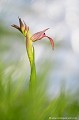 <br><br>Autre nom français : Sérapias à languette
<br><br>De la famille des orchidées, le beau Sérapias langue est classé "Espèce quasi menacée" (NT) de France métropolitaine. Il est rare en Auvergne et, dans le département de l'Allier, on ne le trouve plus qu'à l'état de relique. Comme toutes les orchidées, il est absolument interdit de le cueillir.
<br><br>Cette fleur se trouve sur la Liste rouge européenne de l'UICN (2011) et sur la Liste rouge des orchidées de France métropolitaine (2009)
<br><br>Le Sérapias langue est protégé de portée :
<br><br>Communautaire :
<br>- Application de la Convention sur le commerce international des espèces de faune et de flore sauvages menacées d'extinction (CITES) (Convention de Washington) au sein de l'Union européenne : Annexe B 
<br><br>Départementale :
<br>- Liste des espèces végétales protégées en région Rhône-Alpes : Article 4
<br><br>Préfectorale :
<br>- Liste des espèces végétales sauvages pouvant faire l'objet d'une réglementation préfectorale dans les départements d'outre-mer : Article 1
<br><br>Régionale :
<br>- Liste des espèces végétales protégées en région Limousin : Article 1
<br>- Liste des espèces végétales protégées en région Centre : Article 1
<br>- Liste des espèces végétales protégées en Bretagne : Article 1
<br><br> Orchidée
Sérapias 
Sérapias langue
Sérapias à languette
Serapias lingua
Fleur
Protégé
Liste rouge
UICN
Rare 