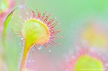 <br><br>Nom anglais du Rossolis à feuilles rondes : Round-leaved Sundew
<br><br>Cette petite plante carnivore affectionne les tourbières acides à sphaignes localement abondantes. Elle colonise souvent en grand nombre les « coussins » de sphaignes lorsque son exposition au soleil y est favorable. En France, le Rossolis à feuille ronde est malheureusement de plus en plus rare, se rencontre généralement de 600 à 2 000 m d'altitude, mais on peut en trouver à des altitudes inférieures. En Auvergne, quelques belles tourbières l'abritent encore.
<br><br>Le Rossolis à feuilles rondes est protégé de portée nationale :
<br>- Liste des espèces végétales protégées sur l'ensemble du territoire français métropolitain : Article 2 et article 3
<br><br>Il se trouve sur la Liste rouge mondiale de l'UICN (2016) LC, et sur la Liste rouge européenne de l'UICN (2012) LC
<br><br>
  