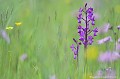 <br><br>L'Orchis à fleurs lâches se trouve sur la Liste Rouge européenne de l'UICN (2012).
<br>Rare en Auvergne et ailleurs, cette fleur est classée comme "Espèce menacée de disparition" sur la Liste Rouge des orchidées de France métropolitaine (2009) : VU
<br><br>L'Orchis à fleurs lâches est protégé de portée :
<br><br>Communautaire :
<br>- Application de la Convention sur le commerce international des espèces de faune et de flore sauvages menacées d'extinction (CITES) (Convention de Washington) au sein de l'Union européenne : Annexe B 
<br>- Suspension de l'introduction dans l'Union européenne de spécimens de certaines espèces de faune et de flore sauvages : Article premier
<br><br>Départementale :
<br>- Liste des espèces végétales protégées en région Aquitaine : Article 3
<br><br>Régionale : 
<br>- Liste des espèces végétales protégées en région Champagne-Ardenne : Article 1
<br>- Liste des espèces végétales protégées en région Bourgogne : Article 1
<br>- Liste des espèces végétales protégées en région Centre : Article 1
<br>- Liste des espèces végétales protégées en région Provence-Alpes-Côte-d'Azur : Article 1
<br>- Liste des espèces végétales protégées en région Franche-Comté : Article 1
<br>- Liste des espèces végétales protégées en région Rhône-Alpes : Article 1
<br><br> Orchis
Orchis à fleurs lâches
Anacamptis laxiflora
fleur
orchidée
Liste Rouge
protégé
flore sauvage
menacée de disparition
Auvergne
France 