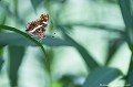 <br><br>Autre nom français : le Jaspé
<br>Nom anglais : Map
<br><br>Le nom de ce papillon s'est inspiré du motif des traits blancs qui orne le revers de ses ailes et évoque un réseau routier sur une carte.
<br>Le plus couramment, la Carte géographique présente deux générations : la forme printanière dite Levana, et la forme estivale dite Prorsa. Ici, il s'agit de la génération estivale.
<br>Il existe une troisième forme dite « porima LINNÉ », noire à bandes fauves qui est très rare.
<br><br>Le papillon Carte géographique se trouve sur la Liste rouge européenne de l'UICN (2010) LC, et sur la Liste rouge des rhopalocères de France métropolitaine (2012) : LC. 
<br><br> Carte géographique
Jaspé
Araschnia levana
Map
papillon
Prorsa
génération
estivale
Liste rouge
rhopalocères
France
 