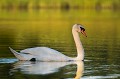 <br><br>Autre nom français du Cygne tuberculé : Cygne muet
<br>Nom anglais : Mute swan
<br><br>Gracieux au possible, ce grand oiseau, l'un des plus lourds capables de voler est protégé de portée :
<br><br>Communautaire :
<br>-  Directive 79/409/CEE (Directive européenne dite Directive Oiseaux) : Annexe II/2
<br><br>Internationale :
<br>- Convention sur la conservation des espèces migratrices appartenant à la faune sauvage (CMS - Convention de Bonn) : Annexe II
<br>- Convention relative à la conservation de la vie sauvage et du milieu naturel de l'Europe (Convention de Berne) : Annexe III
<br>- Convention sur la conservation des espèces migratrices appartenant à la faune sauvage (CMS - Convention de Bonn) : Accord AEWA [1999]
<br><br>Nationale :
<br>- Liste des oiseaux protégés sur l'ensemble du territoire et les modalités de leur protection : Article 3
<br><br>Le Cygne tuberculé se trouve sur :
<br>- la Liste rouge mondiale de l'UICN (2016) LC
<br>- la Liste rouge des oiseaux nicheurs de France métropolitaine (2016) LC
<br>- la Liste rouge des oiseaux non nicheurs de France métropolitaine (2011) NA
<br>- la Liste rouge européenne de l'UICN (2015) LC
<br><br> Cygne tuberculé
Cygne muet
Cygnus olor
Mute swan
oiseau
protégé
France
Liste rouge
UICN 