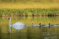 <br><br>Autre nom français du Cygne tuberculé : Cygne muet
<br>Nom anglais : Mute swan
<br><br>Femelle avec ses "cygneaux"
<br>Gracieux au possible, ce grand oiseau, l'un des plus lourds capables de voler est protégé de portée :
<br><br>Communautaire :
<br>-  Directive 79/409/CEE (Directive européenne dite Directive Oiseaux) : Annexe II/2
<br><br>Internationale :
<br>- Convention sur la conservation des espèces migratrices appartenant à la faune sauvage (CMS - Convention de Bonn) : Annexe II
<br>- Convention relative à la conservation de la vie sauvage et du milieu naturel de l'Europe (Convention de Berne) : Annexe III
<br>- Convention sur la conservation des espèces migratrices appartenant à la faune sauvage (CMS - Convention de Bonn) : Accord AEWA [1999]
<br><br>Nationale :
<br>- Liste des oiseaux protégés sur l'ensemble du territoire et les modalités de leur protection : Article 3
<br><br>Le Cygne tuberculé se trouve sur :
<br>- la Liste rouge mondiale de l'UICN (2016) LC
<br>- la Liste rouge des oiseaux nicheurs de France métropolitaine (2016) LC
<br>- la Liste rouge des oiseaux non nicheurs de France métropolitaine (2011) NA
<br>- la Liste rouge européenne de l'UICN (2015) LC
<br><br> Cygne tuberculé
Cygne muet
Cygnus olor
Mute swan
oiseau
cygneau
protégé
France
Liste rouge
UICN 