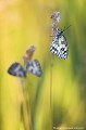 <br><br>Autres nom français du Demi-deuil : Échiquier, Échiquier commun, Arge galathée
<br>Nom anglais : Marbled white
<br><br>La période de vol de ce papillon de taille moyenne s'étend de mai à septembre en une seule génération.
<br><br>Il se trouve sur la Liste rouge européenne de l'UICN (2010) LC, et sur la Liste rouge des rhopalocères de France métropolitaine (2012) LC
<br><br> Demi-deuil
Melanargia galathea
Échiquier
Échiquier commun
Arge galathée
Marbled white
papillon
rhopalocère
vol
France Liste rouge
UICN 