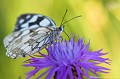 <br><br>Autres nom français du Demi-deuil : Échiquier, Échiquier commun, Arge galathée
<br>Nom anglais : Marbled white
<br><br>La période de vol de ce papillon de taille moyenne s'étend de mai à septembre en une seule génération.
<br><br>Il se trouve sur la Liste rouge européenne de l'UICN (2010) LC, et sur la Liste rouge des rhopalocères de France métropolitaine (2012) LC
<br><br> Demi-deuil
Melanargia galathea
Échiquier
Échiquier commun
Arge galathée
Marbled white
papillon
rhopalocère
vol 