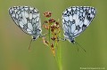 <br><br>Autres nom français du Demi-deuil : Échiquier, Échiquier commun, Arge galathée
<br>Nom anglais : Marbled white
<br><br>La période de vol de ce papillon de taille moyenne s'étend de mai à septembre en une seule génération.
<br><br>Il se trouve sur la Liste rouge européenne de l'UICN (2010) LC, et sur la Liste rouge des rhopalocères de France métropolitaine (2012) LC
<br><br> Demi-deuil
Melanargia galathea
Échiquier
Échiquier commun
Arge galathée
Marbled white
papillon
rhopalocère
vol 