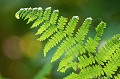 <br><br>Autres nom français de la Fougère aigle : Porte-aigle, Grande fougère, Fougère aquiline, Fougère commune ou encore Fougère impériale
<br>Nom anglais : Bracken
<br><br> Fougère aigle
Pteridium aquilinum
Porte-aigle
Grande fougère
Fougère aquiline
Fougère commune
Fougère impériale
Bracken 