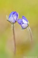 <br><br>Autres noms français de l'Hépatique à trois lobes : L'anémone hépatique ou encore hépatique noble.
<br>Noms anglais : common hepatica, liverwort, kidneywort, pennywort
<br><br>Très jolie petite fleur sauvage des bois généralement de couleur bleue mais que l'on trouve parfois de couleur rose, violette ou blanche.
<br><br>L'Hépatique à trois lobes est protégée de portée :
<br><br>Régionale :
<br>- Liste des espèces végétales protégées en région Île-de-France : Article 1
<br>- Liste des espèces végétales protégées en région Franche-Comté : Article 1
<br>- Liste des espèces végétales protégées en région Haute-Normandie : Article 1
<br><br>Cette anémone ce trouve sur la Liste rouge européenne de l'UICN (2014) LC
<br><br> Hépatique à trois lobes
Hepatica nobilis
Anémone hépatique
Hépatique noble
Common hepatica
Fleur
Anémone
protégée
UICN

 