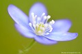 <br><br>Autres noms français de l'Hépatique à trois lobes : L'anémone hépatique ou encore hépatique noble.
<br>Noms anglais : common hepatica, liverwort, kidneywort, pennywort
<br><br>Très jolie petite fleur sauvage des bois généralement de couleur bleue mais que l'on trouve parfois de couleur rose, violette ou blanche.
<br><br>L'Hépatique à trois lobes est protégée de portée :
<br><br>Régionale :
<br>- Liste des espèces végétales protégées en région Île-de-France : Article 1
<br>- Liste des espèces végétales protégées en région Franche-Comté : Article 1
<br>- Liste des espèces végétales protégées en région Haute-Normandie : Article 1
<br><br>Cette anémone ce trouve sur la Liste rouge européenne de l'UICN (2014) LC
<br><br> Hépatique à trois lobes
Hepatica nobilis
Anémone hépatique
Hépatique noble
Common hepatica
Fleur
Anémone
protégée
UICN 