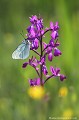 <br><br>Autre nom français du papillon Gazé : la Piéride de l'aubépine
<br>Nom anglais : Black-veined white
<br><br>Ce très beau Gazé se trouve sur une Orchis à fleurs lâches, orchidée très rare dans notre département.
<br><br>Le Gazé se trouve sur :
<br>- La Liste rouge européenne de l'UICN (évaluation 2010)  : LC
<br>- Liste rouge des rhopalocères de France métropolitaine (2012)
<br><br>Il est protégée de portée régionale :
<br>Liste des insectes protégés en région Île-de-France : Article 1 Gazé
Aporia crataegi
Piéride de l'aubépine
Black-veined white
papillon
Orchis à fleurs lâches
Liste rouge
UICN
Rhopalocères
insectes
protégé 