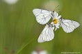 <br><br>Autre nom français du papillon Gazé : la Piéride de l'aubépine
<br>Nom anglais : Black-veined white
<br><br>Le Gazé se trouve sur :
<br>- La Liste rouge européenne de l'UICN (évaluation 2010)  : LC
<br>- Liste rouge des rhopalocères de France métropolitaine (2012)
<br><br>Il est protégée de portée régionale :
<br>Liste des insectes protégés en région Île-de-France : Article 1 Gazé
Aporia crataegi
Piéride de l'aubépine
Black-veined white
papillon
Liste rouge
UICN
Rhopalocères
insectes
protégé 