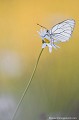 <br><br>Autre nom français du papillon Gazé : la Piéride de l'aubépine
<br>Nom anglais : Black-veined white
<br><br>Le Gazé se trouve sur :
<br>- La Liste rouge européenne de l'UICN (évaluation 2010)  : LC
<br>- Liste rouge des rhopalocères de France métropolitaine (2012)
<br><br>Il est protégée de portée régionale :
<br>Liste des insectes protégés en région Île-de-France : Article 1 Gazé
Aporia crataegi
Piéride de l'aubépine
Black-veined white
papillon
Liste rouge
UICN
Rhopalocères
insectes
protégé 