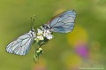 <br><br>Autre nom français du papillon Gazé : la Piéride de l'aubépine
<br>Nom anglais : Black-veined white
<br><br>Le Gazé se trouve sur :
<br>- La Liste rouge européenne de l'UICN (évaluation 2010)  : LC
<br>- Liste rouge des rhopalocères de France métropolitaine (2012)
<br><br>Il est protégée de portée régionale :
<br>Liste des insectes protégés en région Île-de-France : Article 1 Gazé
Aporia crataegi
Piéride de l'aubépine
Black-veined white
papillon
Orchis à fleurs lâches
Liste rouge
UICN
Rhopalocères
insectes
protégé 