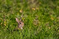 <br><br>Autre nom français du Lapin de garenne : Lapin commun
<br>Nom anglais : European rabbit
<br><br>Mammifère classé dans l'ordre des lagomorphes, le lapin de garenne est localement considéré comme envahissant en raison de sa densité de population ou plutôt des dégâts qu'il peut parfois occasionner sur l'agriculture et la sylviculture. Mais pour des raisons entre autre cynégétiques, il a pourtant aussi disparu d'une vaste partie de son ancienne aire de répartition, et l'UICN l'a dès 2007 considéré comme <b>" Espèce quasi menacée de disparition"</b> (NT).
<br>La dégradation et la fragmentation de son habitat, la mortalité routière ainsi que des maladies telles que la myxomatose, le virus hémorragique, etc. ont également contribué à la régression des populations du Lapin de garenne.
<br><br>Malgré tout, en France et sous la pression des chasseurs et des agriculteurs, le Lapin de garenne alors qu'ayant localement fortement régressé voire même disparu est inscrit sur la liste des animaux susceptibles d'êtres classés nuisibles. Et pourtant, les organisations cynégétiques qui ne peuvent se passer de ce petit "gibier" facile procèdent régulièrement à des réintroductions qui n'empêchent d'ailleurs pas son déclin. Cherchez l'erreur...
<br><br>Le Lapin de garenne se trouve sur :
<br>- La Liste rouge mondiale de l'UICN (évaluation 2008) : NT
<br>- La Liste rouge des mammifères continentaux de France métropolitaine (2009) : NT
<br>- La Liste rouge européenne de l'UICN (évaluation 2007)  : NT
<br><br>
 Lapin de garenne
Lapin commun
Oryctolagus cuniculus
European rabbit
Espèce quasi menacée de disparition
Liste rouge 
UICN
France
chasseurs
cynégétiques 