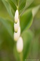 <br><br>Autres noms français du Sceau de Salomon : Polygonate officinal, Grenouillet, Faux muguet ou Herbe aux panaris.
<br>Nom anglais : Angular Solomon's seal ou encore Scented Solomon's seal
<br><br>Le Sceau de Salomon odorant, plante sauvage discrète des sous-bois et peu fréquente dans l'Allier se trouve sur la Liste rouge européenne de l'UICN (évaluation 2012) : LC
<br><br> Sceau de Salomon odorant
Sceau de Salomon
Polygonatum odoratum
Polygonate officinal
Faux muguet
Angular Solomon's seal
plante
Allier
Liste rouge
UICN 