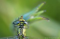 <br><br>Nom anglais du Gomphe gentil : Western Club-tailed Dragonfly
<br><br>Cette libellule fréquente les zones humides et les plans d'eau stagnante ou à faible courant. Menacé par la pollution des eaux, le curage des berges ou encore la surdensité des poissons carnassiers, le Gomphe gentil se trouve sur :
<br>- La Liste rouge mondiale de l'UICN  (évaluation 2010)  : LC
<br>- La Liste rouge des odonates de France métropolitaine (2016) : LC
<br>- La liste rouge européenne de l'UICN (évaluation 2010)  : LC
<br><br> Gomphe gentil
Gomphus pulchellus
Western Club-tailed Dragonfly
libellule
eau
Liste rouge
UICN
France
odonates 